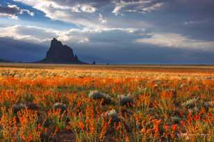 Ship Rock and wildflowers-0751.jpg